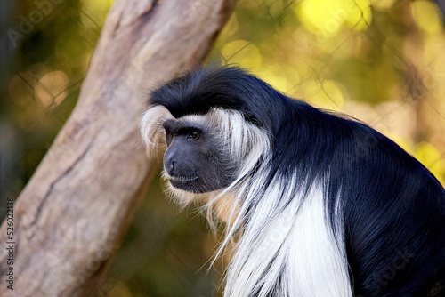 Hairy Angolan colobus (Colobus angolensis) with a tree in the background photo