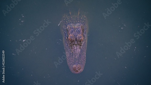 Εκτύπωση καμβά Top view of an alligator lurking in a pond