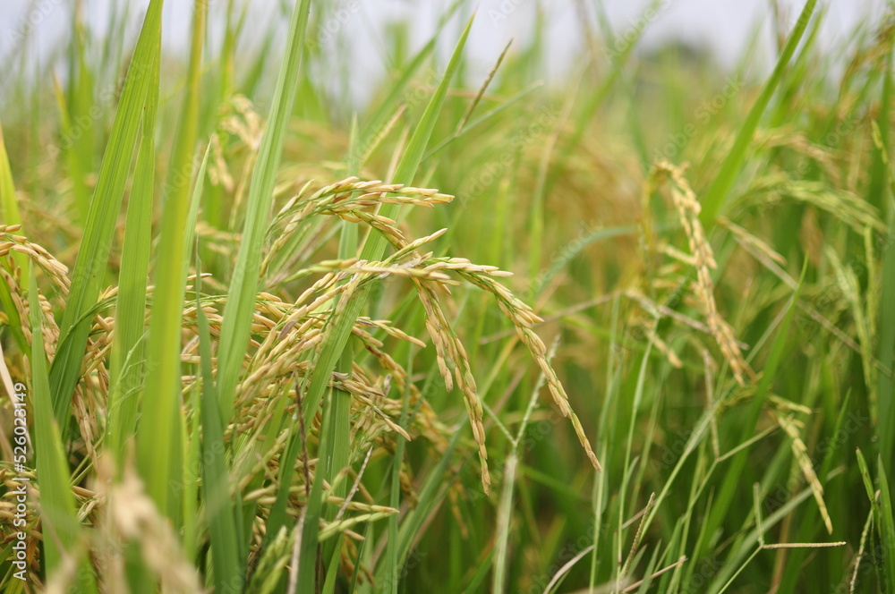 The rice fields of agriculture that are blooming long beautiful green The rice fields of agriculture that are blooming long beautiful green