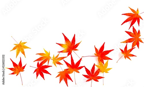 白背景にモミジの葉、紅葉した楓の葉の背景素材