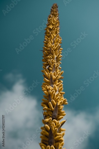 Vertical shot of a dasylirion wheeleri with clouds in the background photo