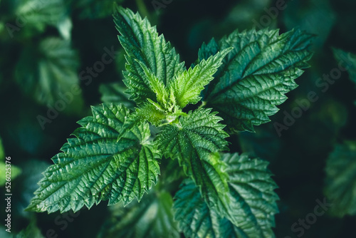 Common nettle bush outdoors. Urtica dioica. Stinging nettles plant. Herbal medicine concept. Green foliage background. Dark leaves pattern at night. Top view. Botanical greenery close-up.