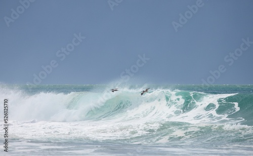 Birds flying over the waves of the pacific ocean under the blue sky
