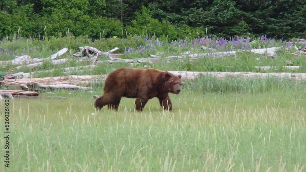 A huge dominant scar covered Alaska brown bear grizzly bear searches for a meal A huge dominant scar covered Alaska brown bear grizzly bear searches for a meal