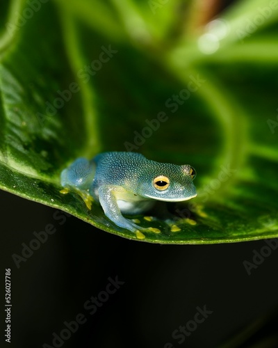 Glass frog of the species Cochranella granulosa on a leaf of Anthurium regale photo