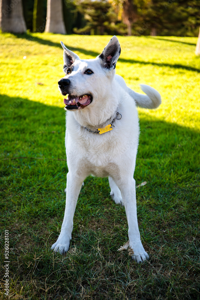 A white dog with a black spot in one eye in a park, White Swiss Shepherd mixed with English pointer A white dog with a black spot in one eye in a park, White Swiss Shepherd mixed with English pointer