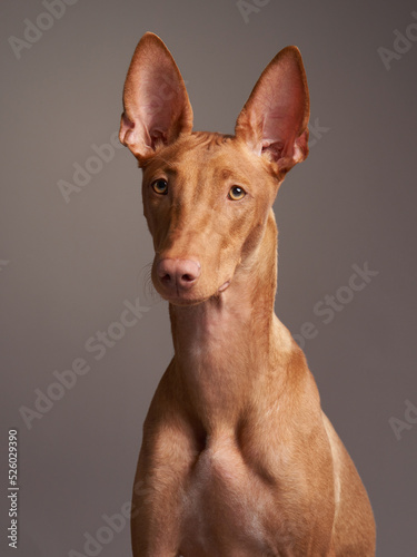 red dog with a funny muzzle. Pharaoh hound, cirneco dell'etna on gray background.