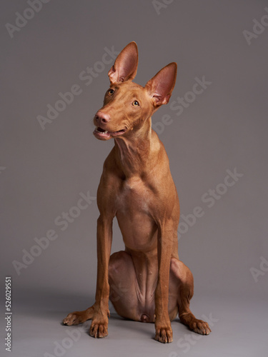 red dog with a funny muzzle. Pharaoh hound, cirneco dell'etna on gray background. photo