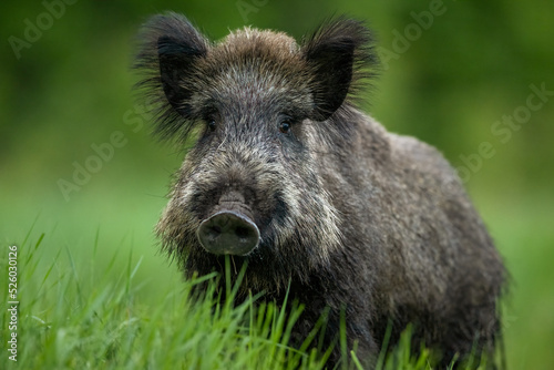 Wild boar portrait at summer scenery