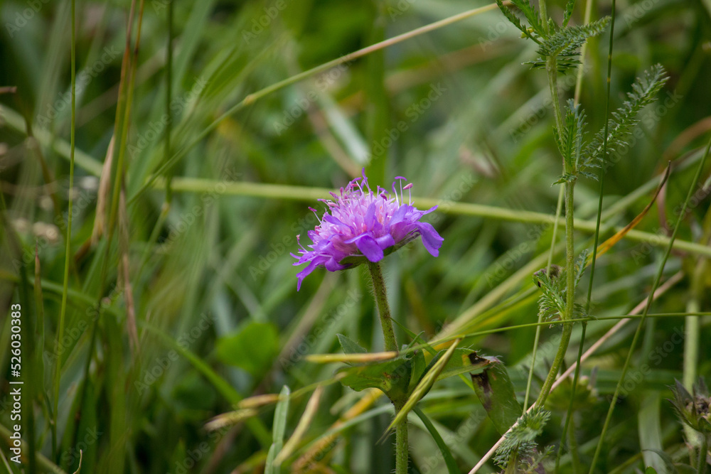 Fototapeta premium Closeup of mountain meadow in the alps