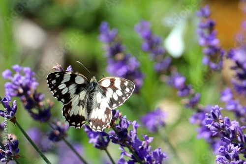 Selective focus shot of a Melanargia galathea on a lavender in a park photo