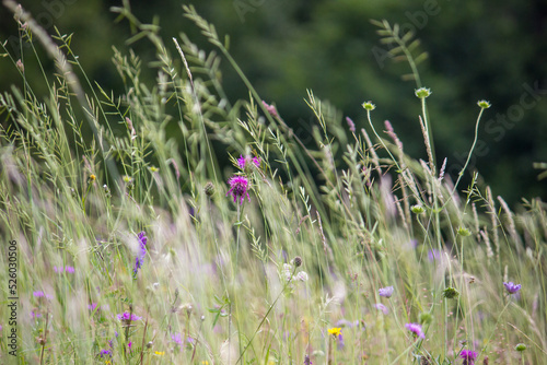 Closeup of mountain meadow in the alps
