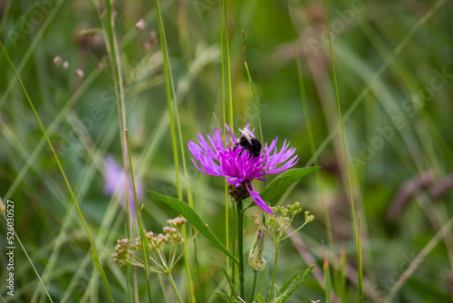 Closeup of mountain meadow in the alps