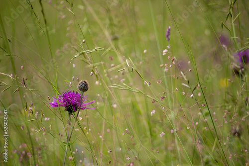 Closeup of mountain meadow in the alps