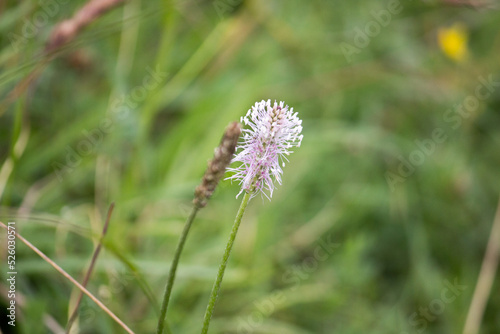 Closeup of mountain meadow in the alps