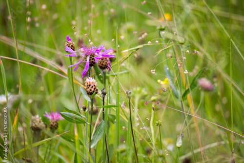 Closeup of mountain meadow in the alps