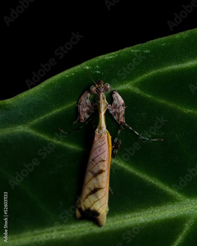 Vertical shot of an insect Deroplatys on a green leaf against a dark background photo