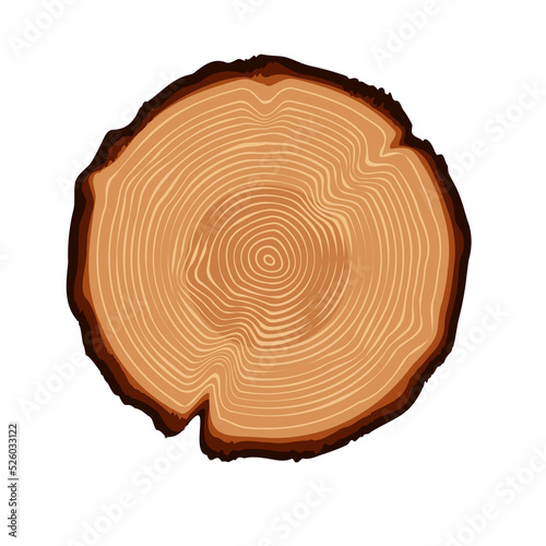 Isolated tree trunk ring, tree ring texture. Texture inside wood vector illustration