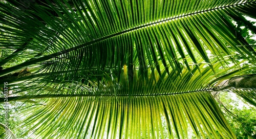 Closeup of Cocos nucifera leaves in Bacalar, Quintana Roo, Mexico photo