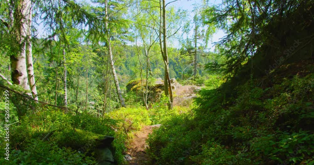 Narrow path in summer woodland forest. Sunny day. Green leaves of bushes. Light wind, fresh clean air. Peaceful and calm landscape. Sun rays break through pine tree trunks. Slider dolly shot. Narrow path in summer woodland forest. Sunny day. Green leaves of bushes. Light wind, fresh clean air. Peaceful and calm landscape. Sun rays break through pine tree trunks. Slider dolly shot.