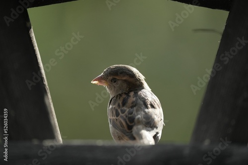 Print op canvas Selective focus of a sparrow in a birdhouse with the outside view blurred in the