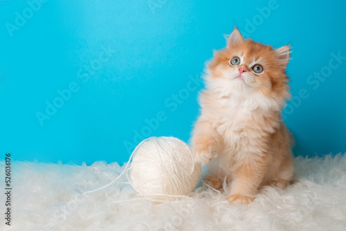 fluffy kitten with a ball of thread on a blue background
