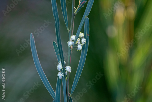 Wattle