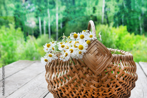 Bouquet of wild daisies collected in a basket. The concept of collecting medicinal plants