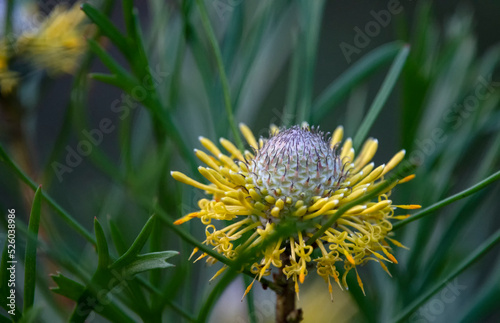 Yellow flower- Isopogon - Australian native