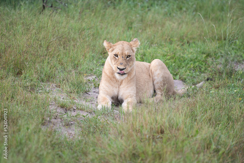 Beautiful Lion Caesar in the golden grass of Masai Mara, Kenya Panthera Leo.