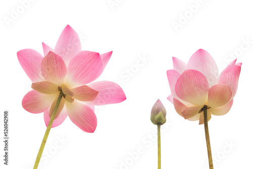 Fototapeta Naklejka Na Ścianę i Meble -  pink lotus  blossom isolated on png or transparent background
