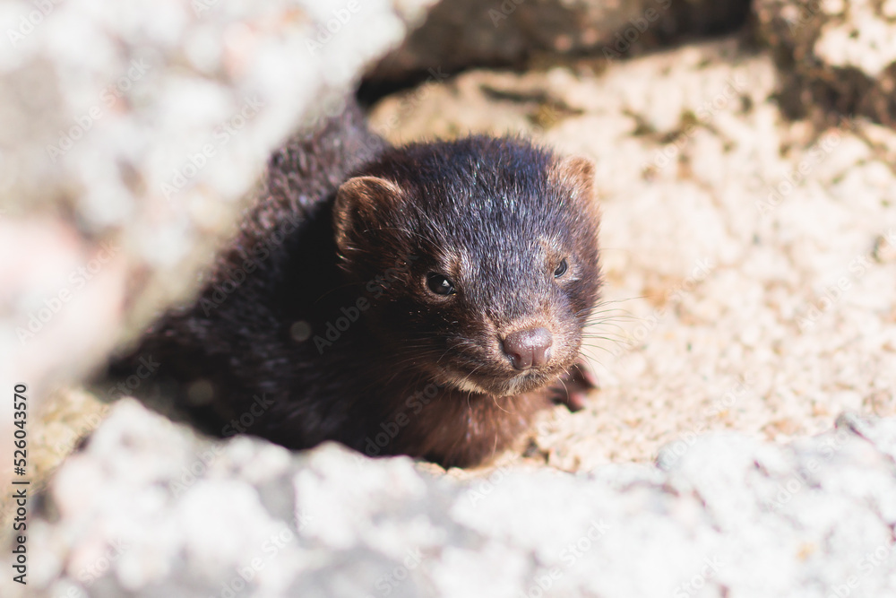 Wild european eurasian mink (mustela lutreola), close up portrait of cute russian mink, Russia, Leningrad oblast by the lake river stone shore Wild european eurasian mink (mustela lutreola), close up portrait of cute russian mink, Russia, Leningrad oblast by the lake river stone shore