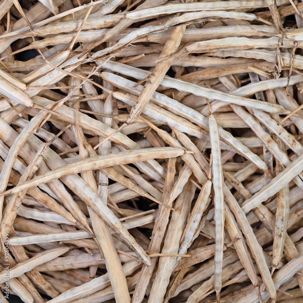 Geerntete reife Rapsschoten