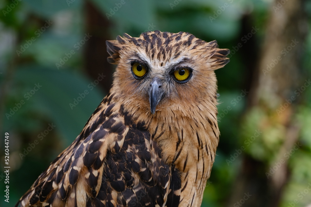 The owl The owl