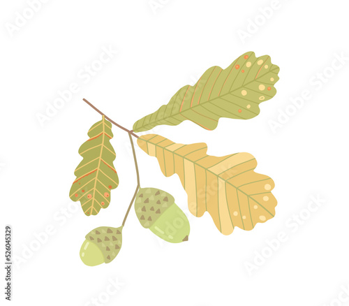 Vector illustration of acorns and oak leaves. Illustration for book, postcards, posters, advertising, packaging, placard.