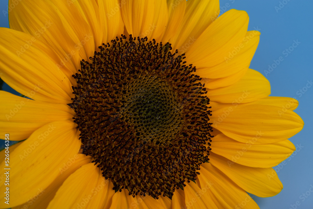 Naklejka premium Bright yellow sunflower on blue. Sunflowers are a symbol of Ukraine. Copy space for your text.