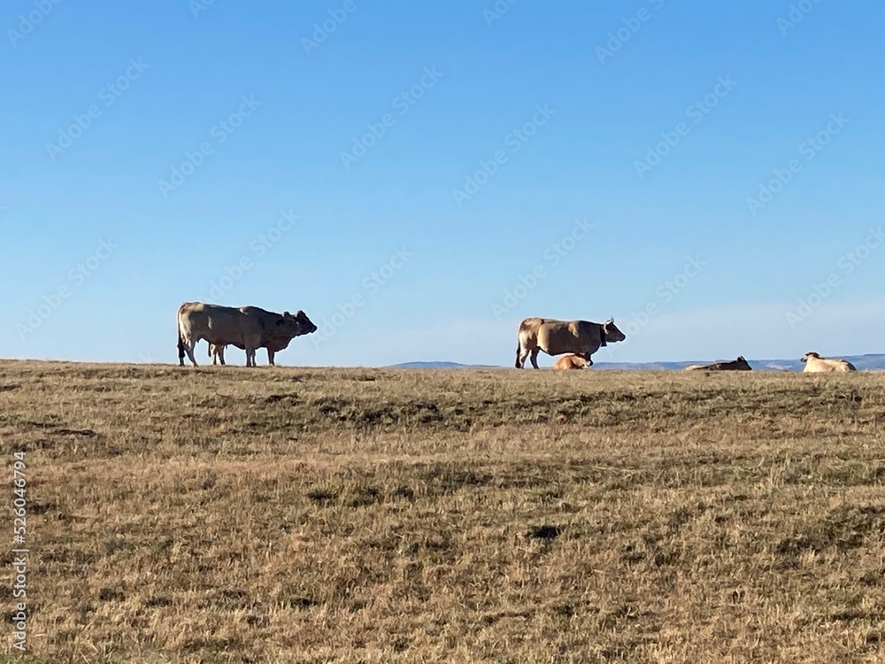 Aubrac aveyronnais (Saint-Chély d'Aubrac-Espalion) Aubrac aveyronnais (Saint-Chély d'Aubrac-Espalion)
