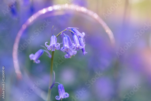 Wild bluebells close up, blooming in a spring forest,  sunset. Hallerbos, Belgium.