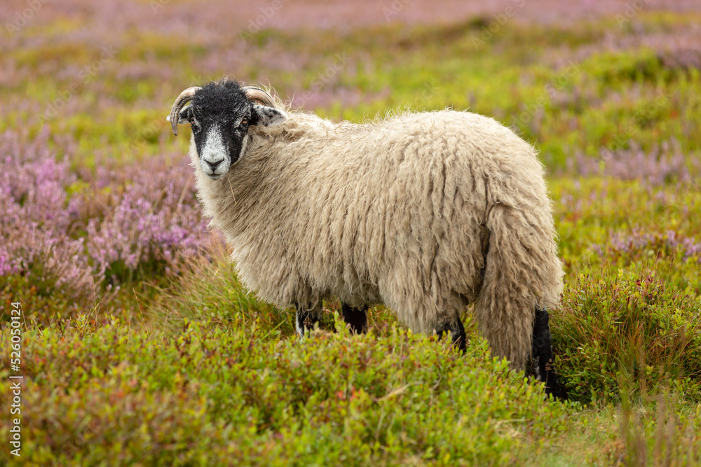 Swaledale ewe, female sheep in summer, grazing on open moorland with purple blooming heather. Facing front. Yorkshire Dales, UK. Horizontal. Space for copy. Swaledale ewe, female sheep in summer, grazing on open moorland with purple blooming heather. Facing front. Yorkshire Dales, UK. Horizontal. Space for copy.