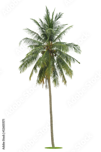 Coconut palm tree isolated on white background, Palm Tree Against White Background. © pornsawan