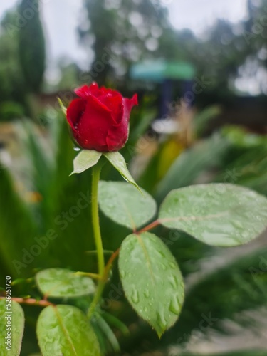 red rose with drops