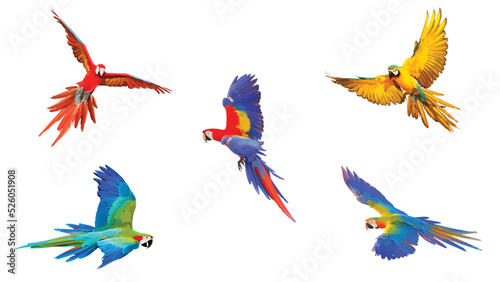 Set of macaw parrot flying isolated on white. Vector illustration