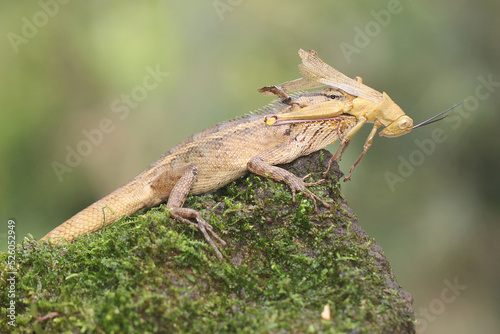 An oriental garden lizard is preying on a cricket. This reptile has the scientific name Calotes versicolor. photo