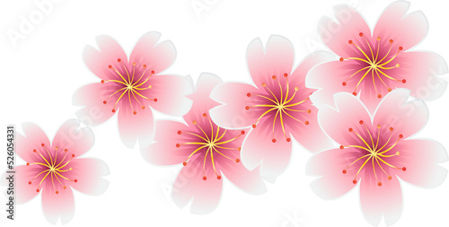 cherry blossom with transparent background © jenjira
