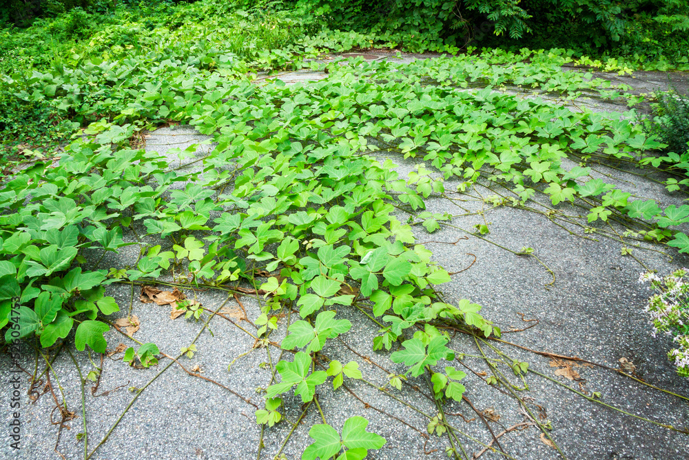 Foto 地面を這う葛の葉