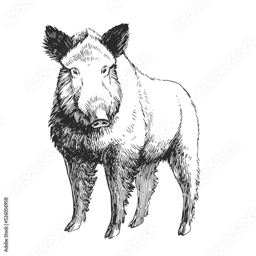 Vector hand drawn illustration of hog isolated on white. Sketch of forest animal in engraving style.