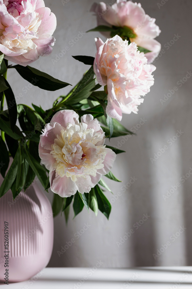 Fresh pink peonies in a vase