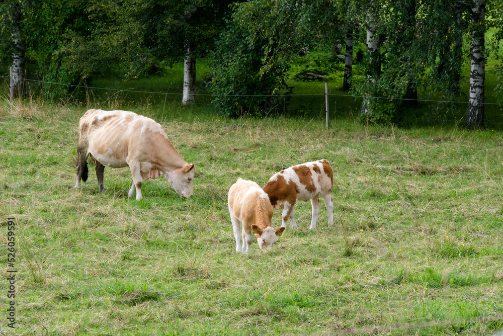 mottled cows eating grass in a field with calves on a cloudy summer day