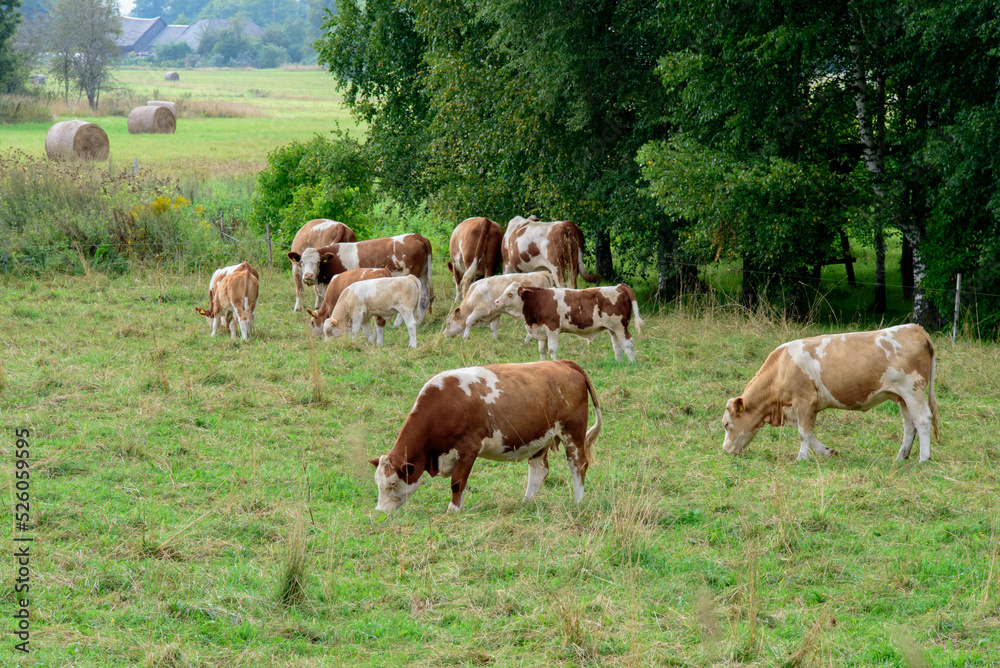 mottled cows eating grass in a field with calves on a cloudy summer day