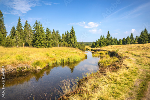 Summer morning landscape with creek meanders and spruce trees